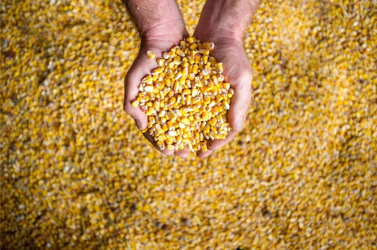 skup kukurydzy