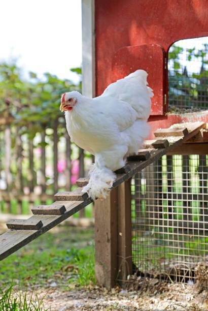 Czyszczenie kurników