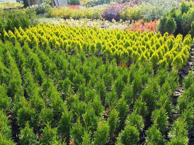 zagony na produkcji Żywotnik zachodni 'Smaragd'