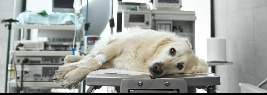 Mirosław Rak Lecznica Weterynaryjna, Toruń