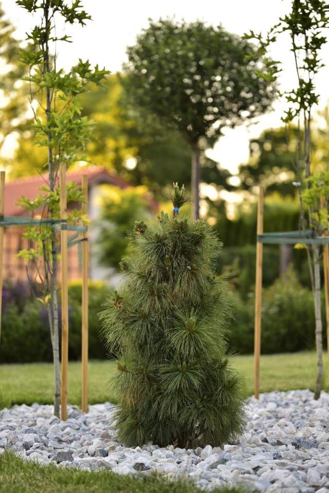 projektowanie ogrodów