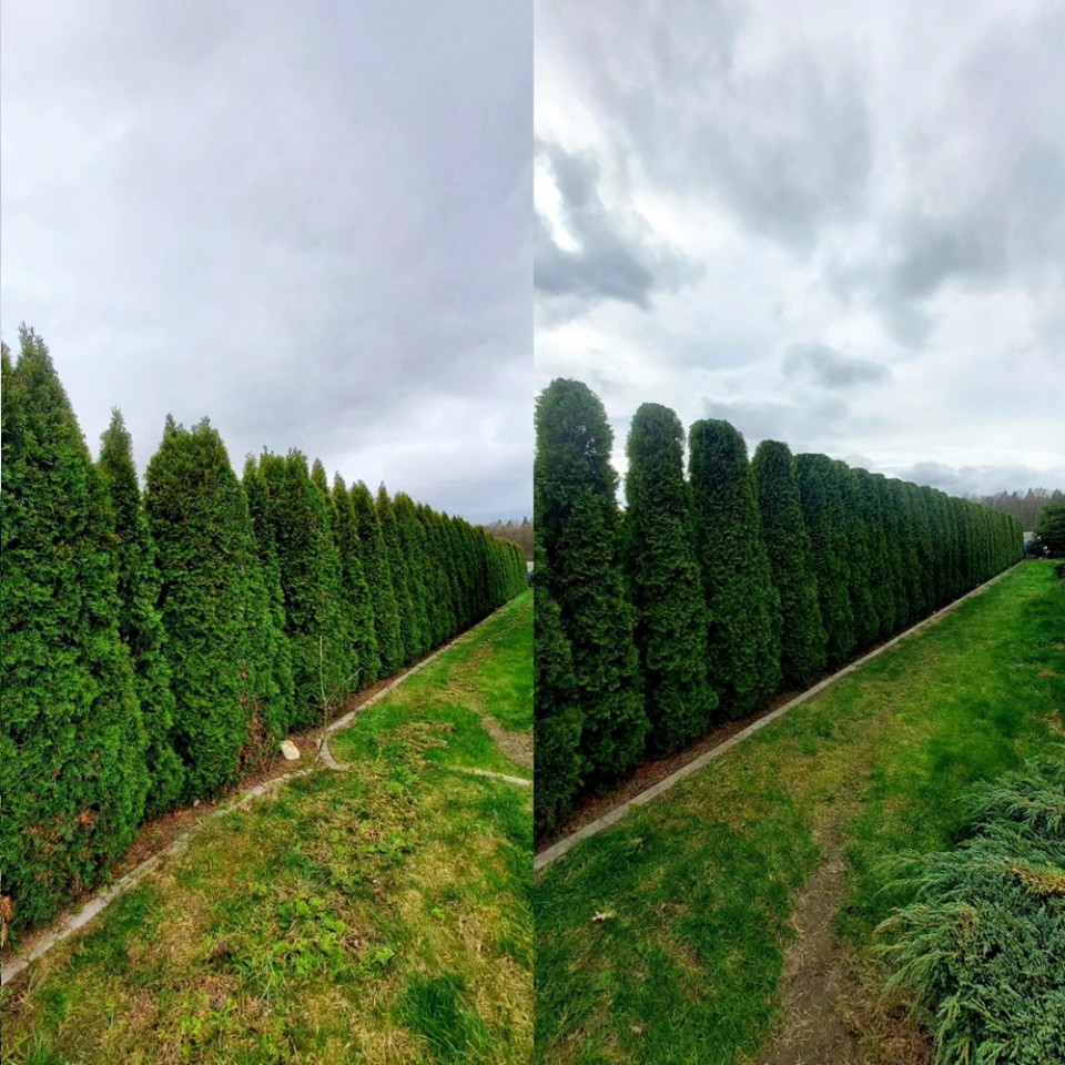 pielęgnacja ogrodów, przycinanie krzaków