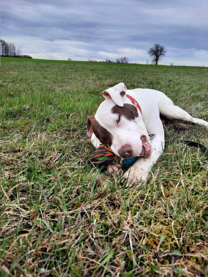 opieka nad psem podczas urlopu