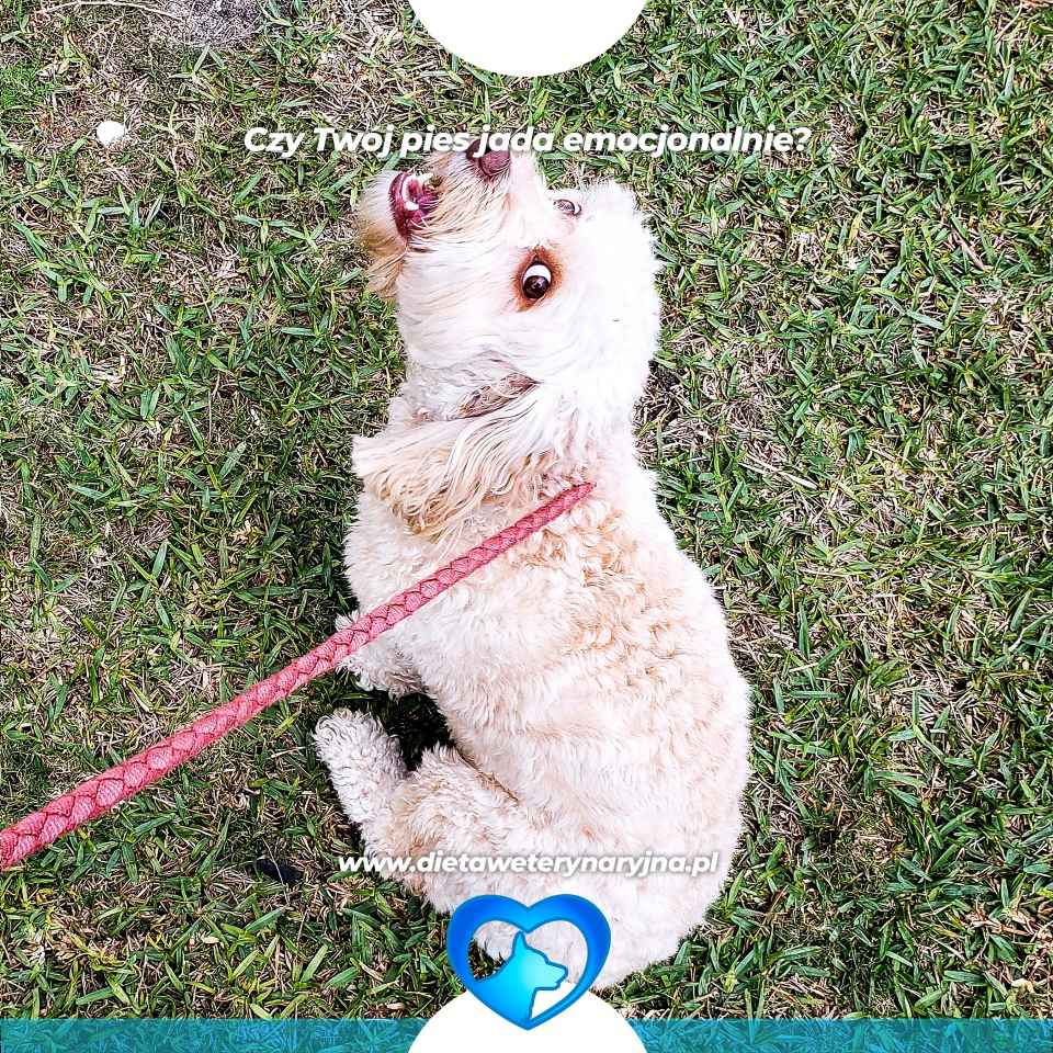 dieta dla psów, dieta dla kotów, konsultacje żywieniowe dla psa