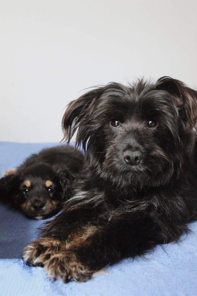 przychodnia weterynaryjna