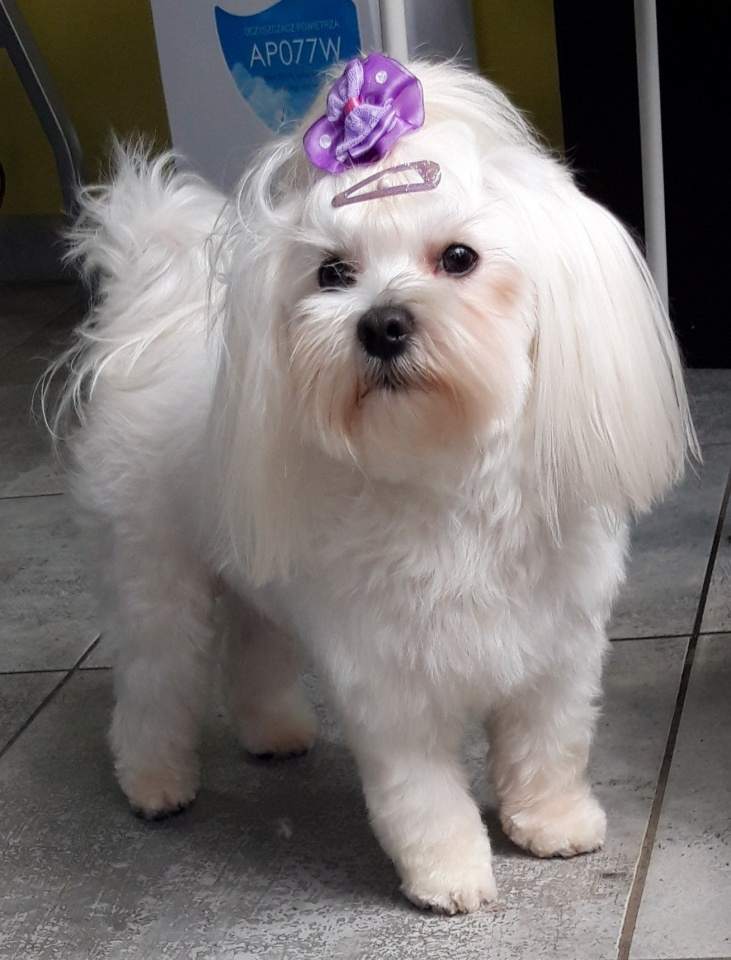 stylizacja psich fryzur