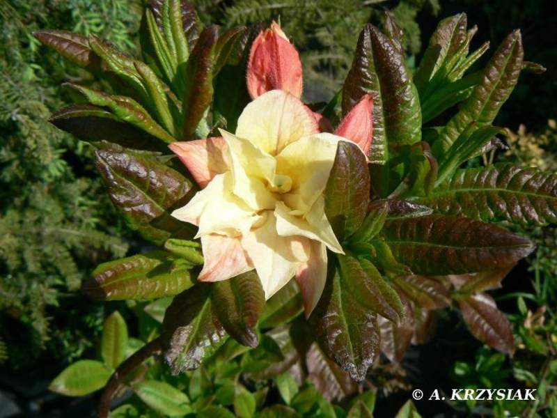 szkółka drzew, drzewa i krzewy ozdobne, krzewy iglaste, krzewy liściaste