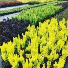 szkółka ogrodnicza