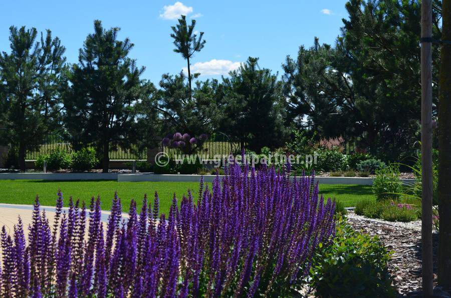 nawadnianie trawnika