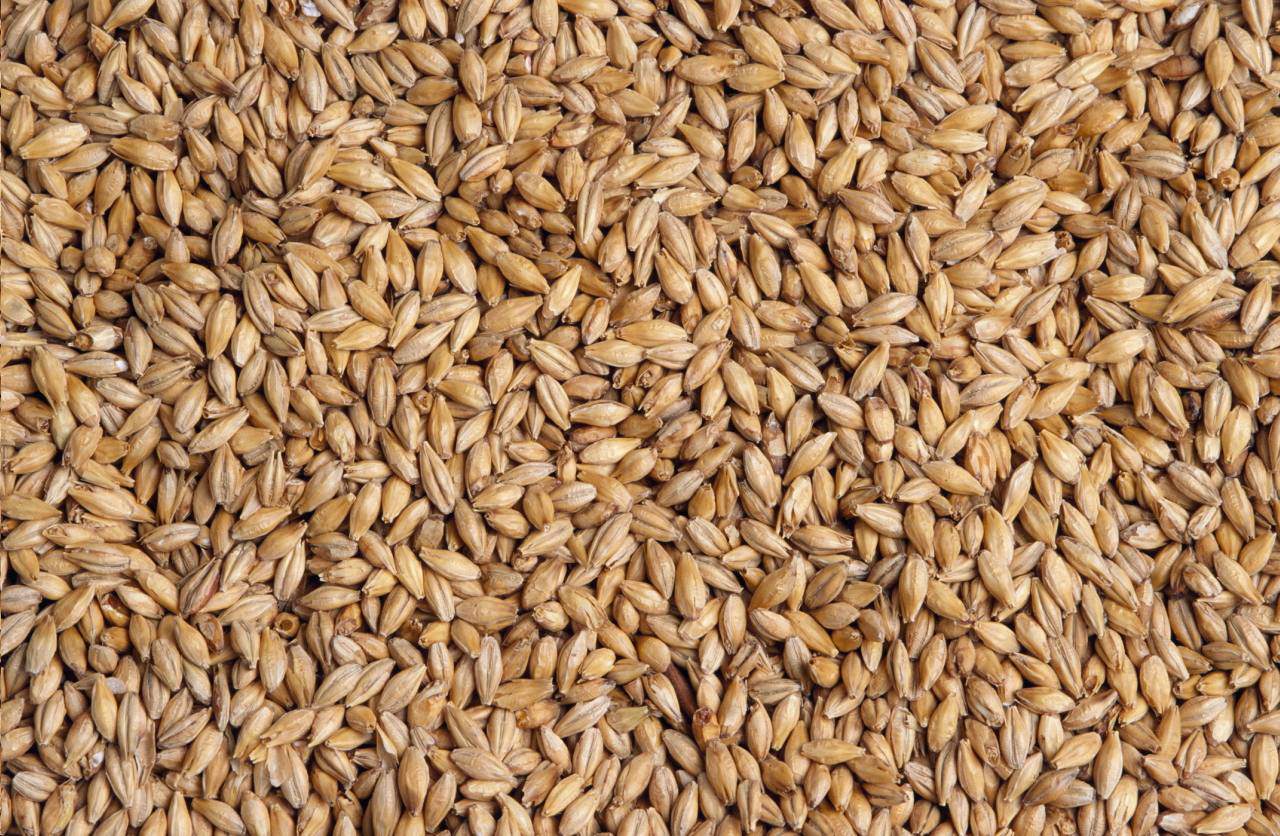 pasze wysokobiałkowe