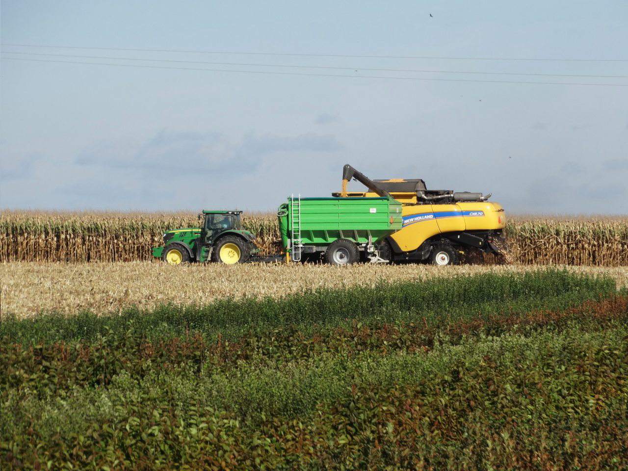 skup zbóż, zbiór zbóż