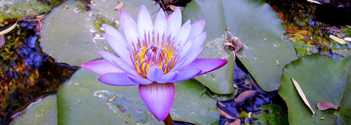 Helicon Agnieszka Fok, Wrocław