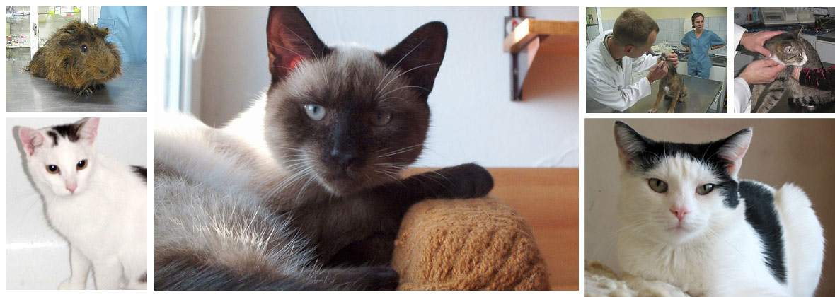 Przychodnia Weterynaryjna Piotr Dąbrowski Sp.j.