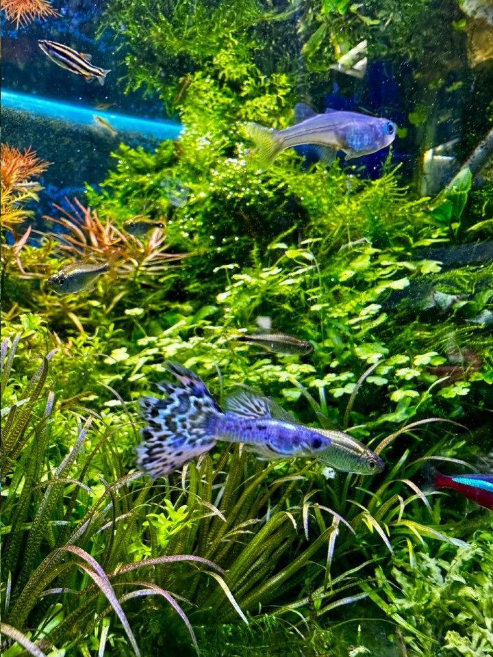 akcesoria dla psów i kotów