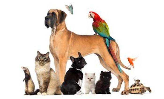 gabinet weterynaryjny