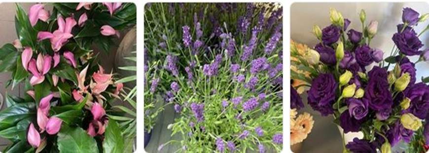 Kwiaciarnia, Ogrodnictwo Brieger-Thomas