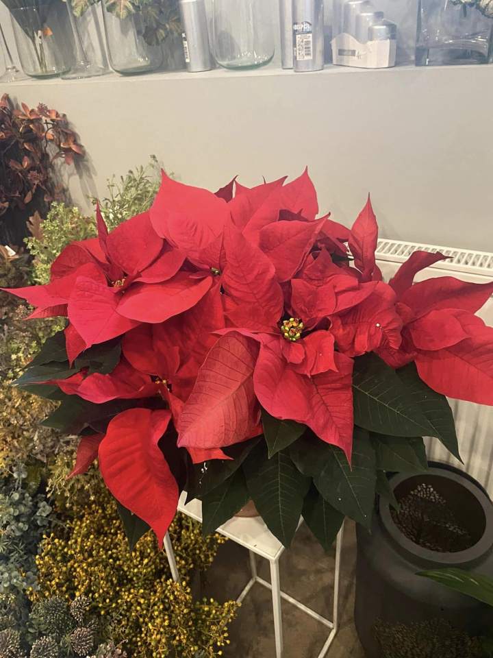 wieńce pogrzebowe z kwiatów żywych