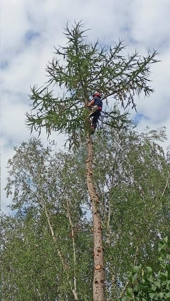 pielęgnacja i wycinka drzew