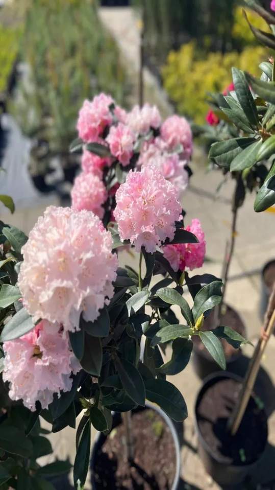 Szkółka Drzew i Krzewów Ozdobnych