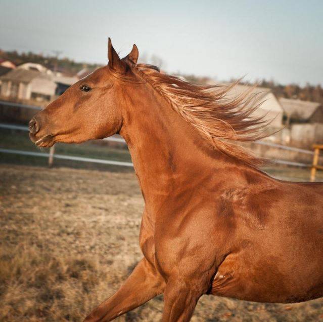 usługi weterynaryjne, lecznica dla zwierząt, przychodnia weterynaryjna