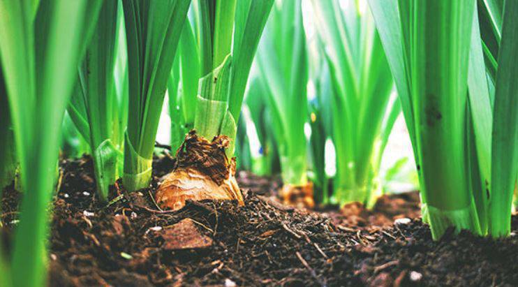 Artykuły ogrodnicze