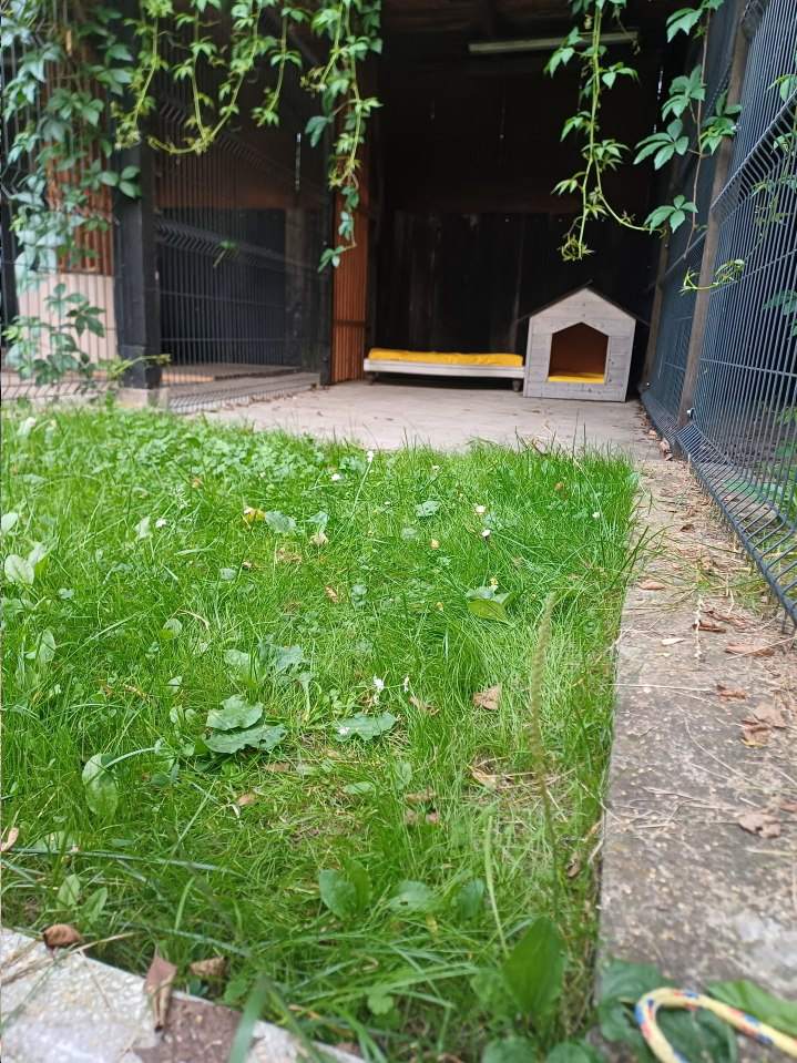 domowa opieka nad zwierzętami