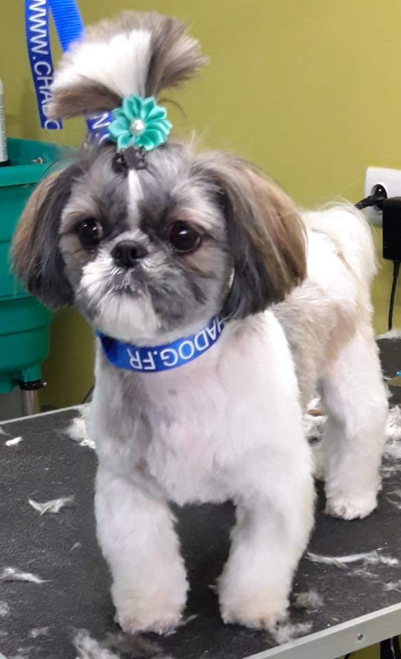 fryzjer dla zwierząt