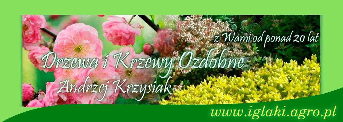Andrzej Krzysiak Gospodarstwo szkółkarskie