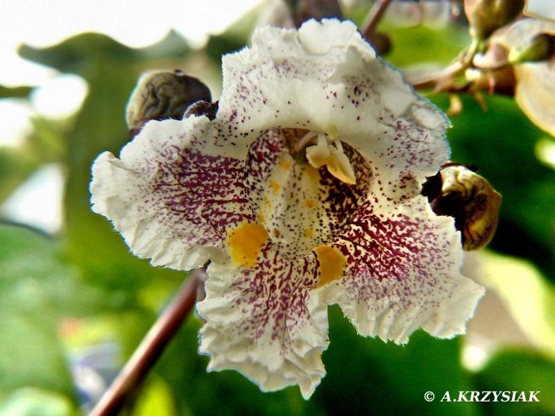 szkółka drzew, drzewa i krzewy ozdobne, krzewy iglaste, krzewy liściaste