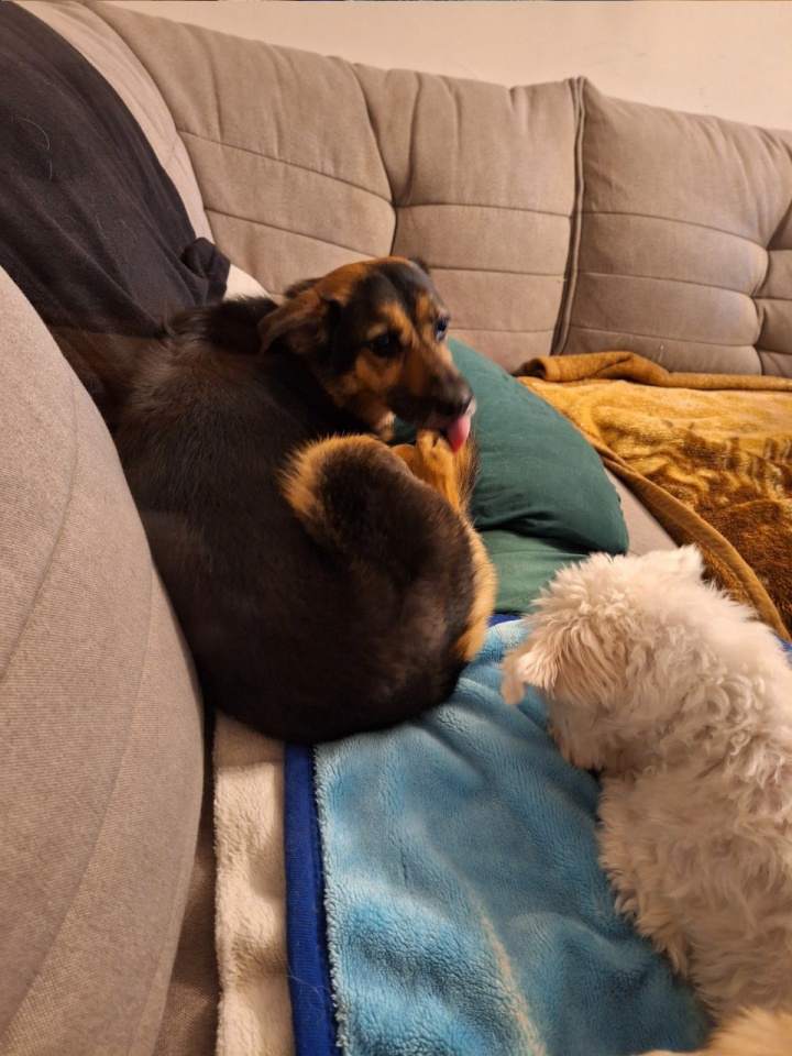 Hotele dla zwierząt