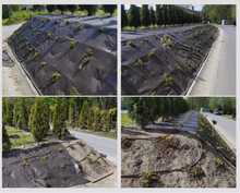 obsadzenie skarpy wokół domu