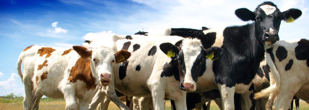 Elżbieta Makuch Skup i sprzedaż żywca