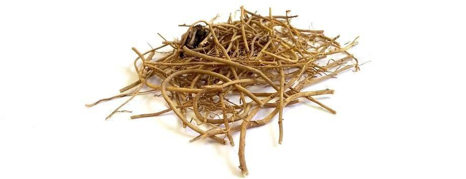 wspomaganie układu trawienia