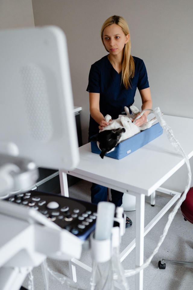 przychodnia weterynaryjna