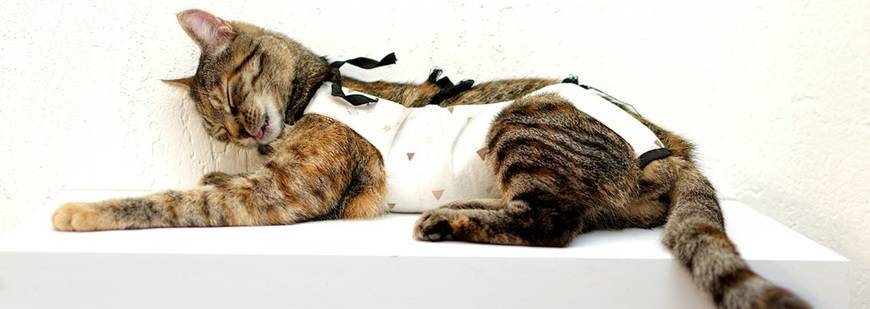 Przychodnia Weterynaryjna Vetka Aleksandra Bajer