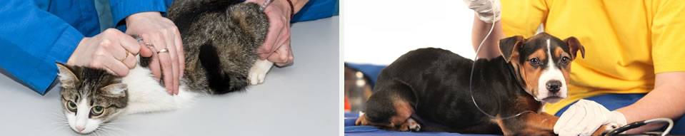 odpady weterynaryjne