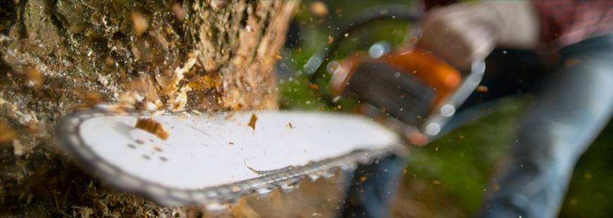 Sławomir Walasiewicz Wycinka Drzew, Samosiejek, Sadów