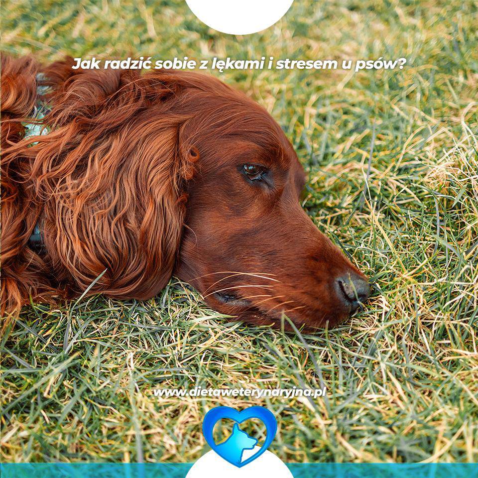 dieta dla psów, dieta dla kotów, konsultacje żywieniowe dla psa