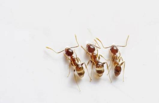 zwalczanie szkodników