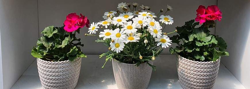 Zielona Niwa Janusz Kopeć