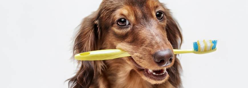 Jamnik Weterynarz i lecznica weterynaryjna