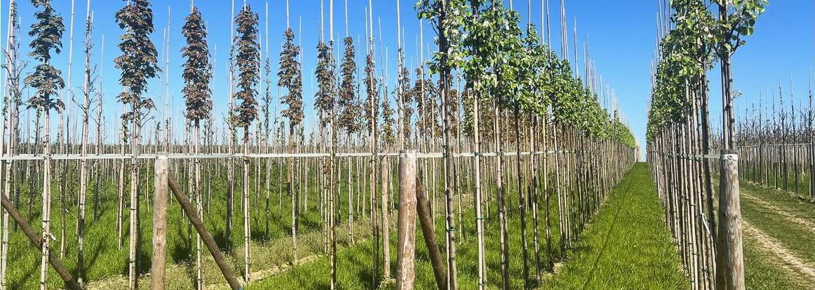 Pol-Plants Szkółka drzew i krzewów ozdobnych Kamil Dudek, Mogielnica