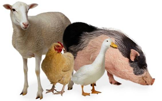 chirurgia zwierzęca