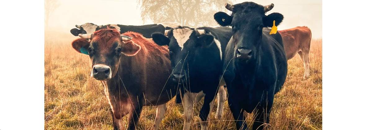 Świdpol Paweł Świderski