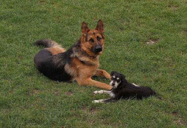 usługi weterynaryjne, lecznica dla zwierząt, przychodnia weterynaryjna