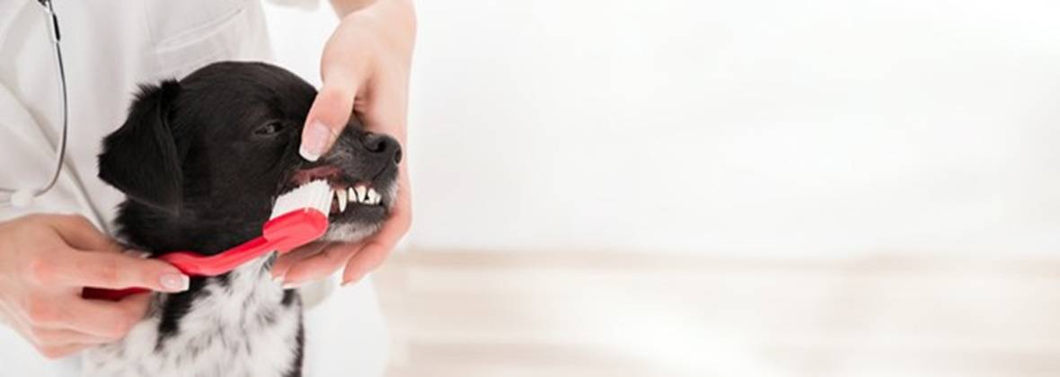 Dorota Florysiak Gabinet weterynaryjny