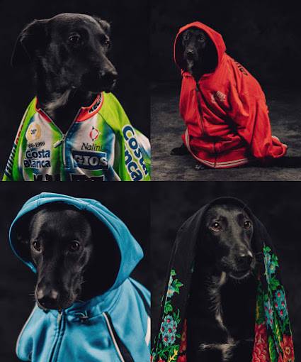 sesja zdjęciowa z psem