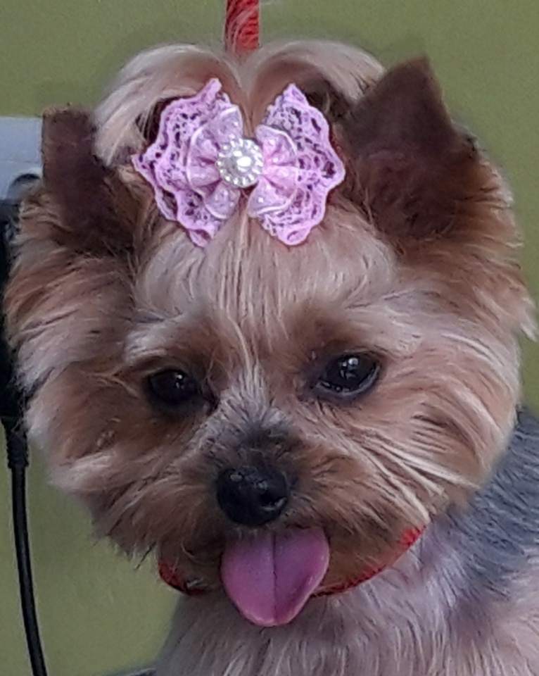 gabinet pielęgnacji psów