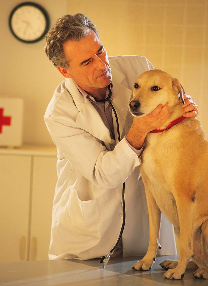 lecznice weterynaryjne