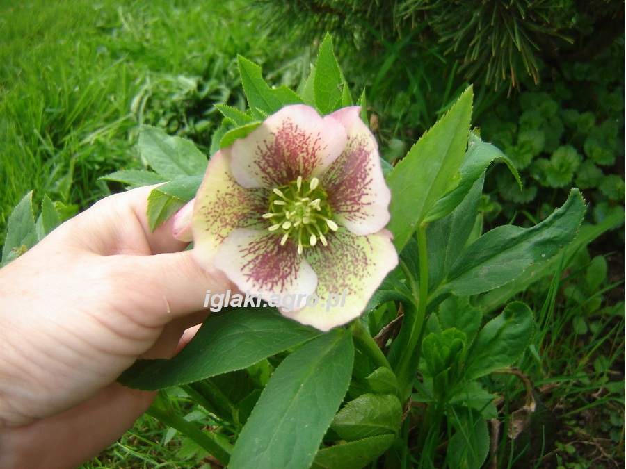 szkółka drzew, drzewa i krzewy ozdobne, krzewy iglaste, krzewy liściaste